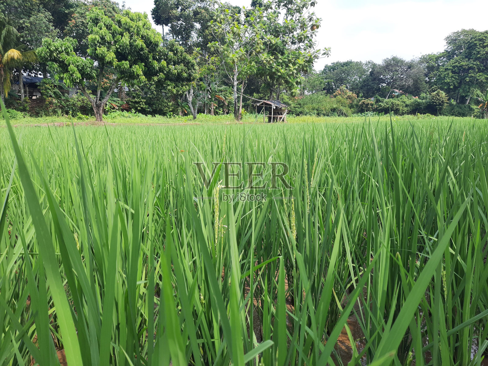 稻田景观农业摄影照片摄影图片