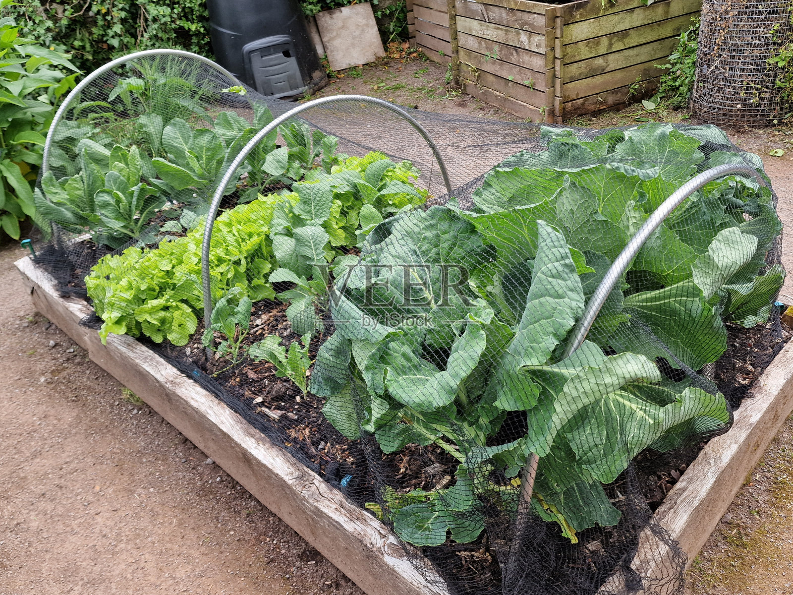 有机栽培的花园床白菜蔬菜和沙拉叶照片摄影图片