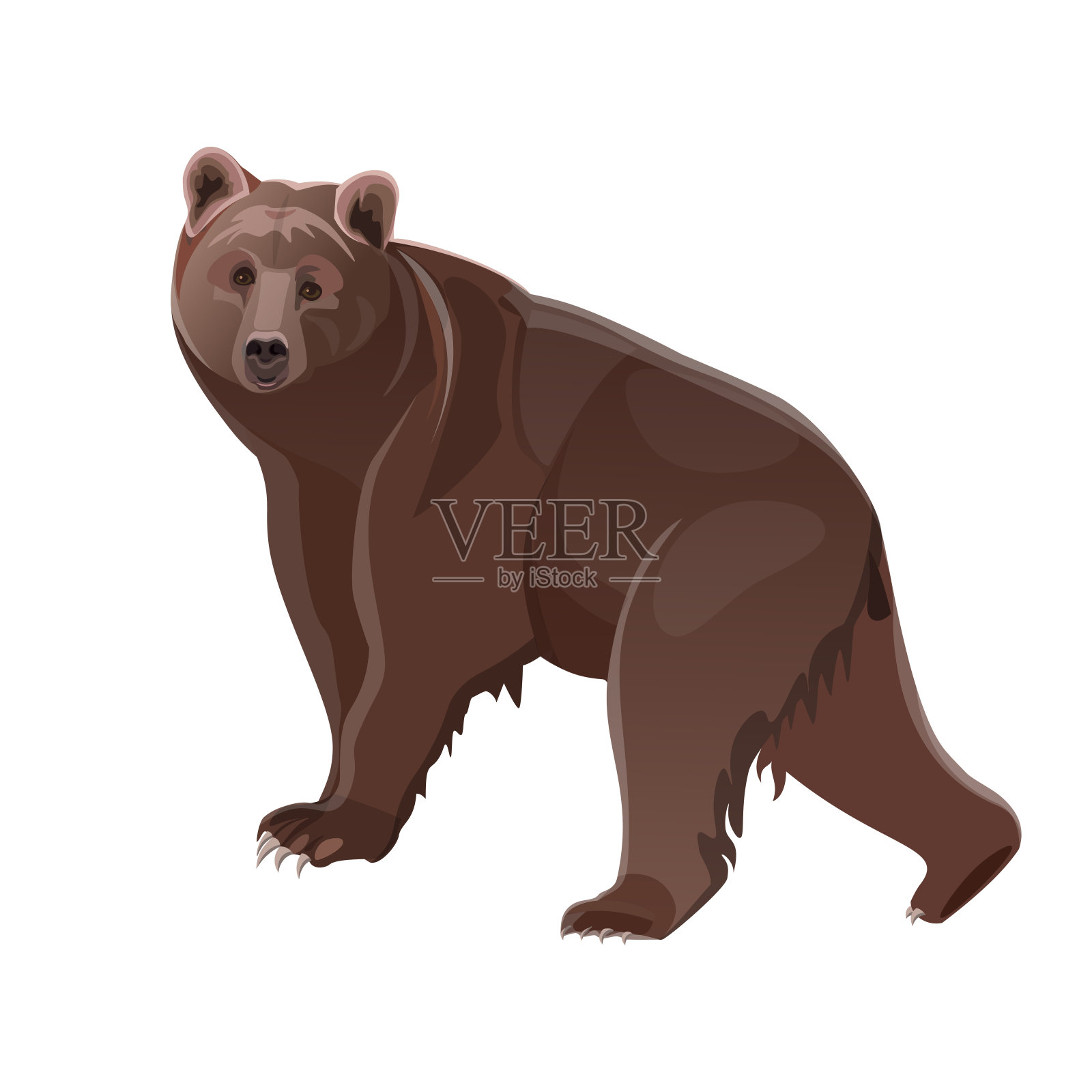 棕熊走在现实主义风格插画图片素材