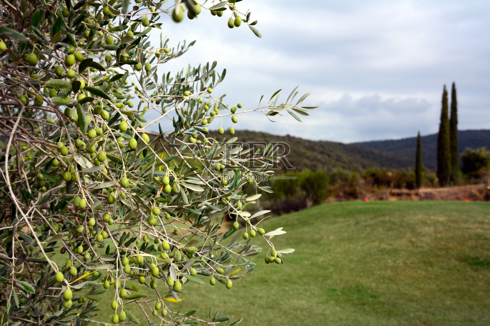 在树枝上收获橄榄的特写镜头。背景是模糊的。照片摄影图片