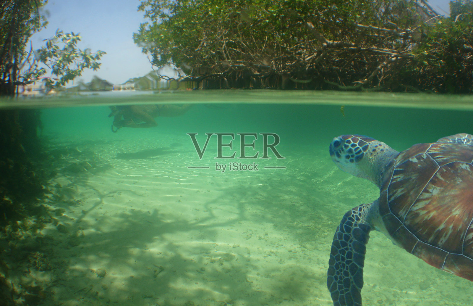 一只海龟在清澈的海水里照片摄影图片