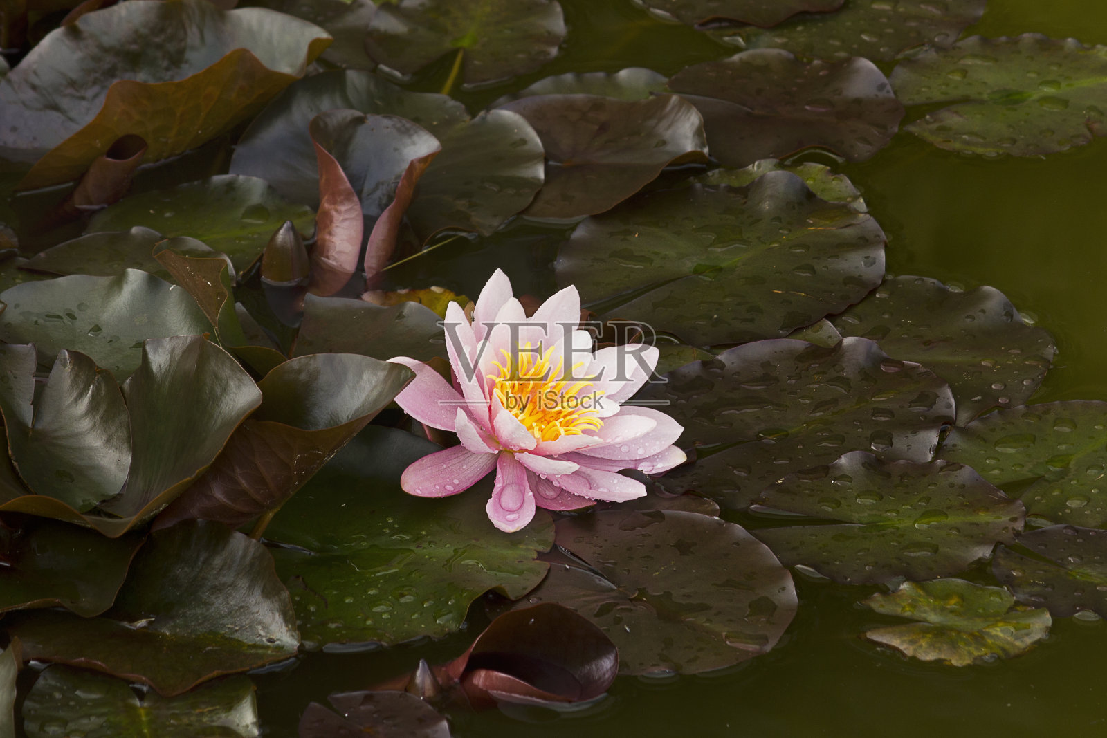 粉色百合的特写照片摄影图片