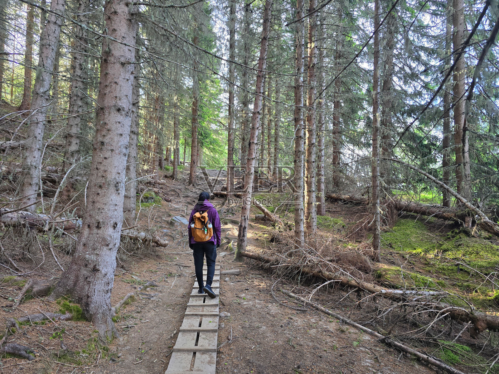 宁静的森林漫步在挪威宁静风景的木制小径上照片摄影图片