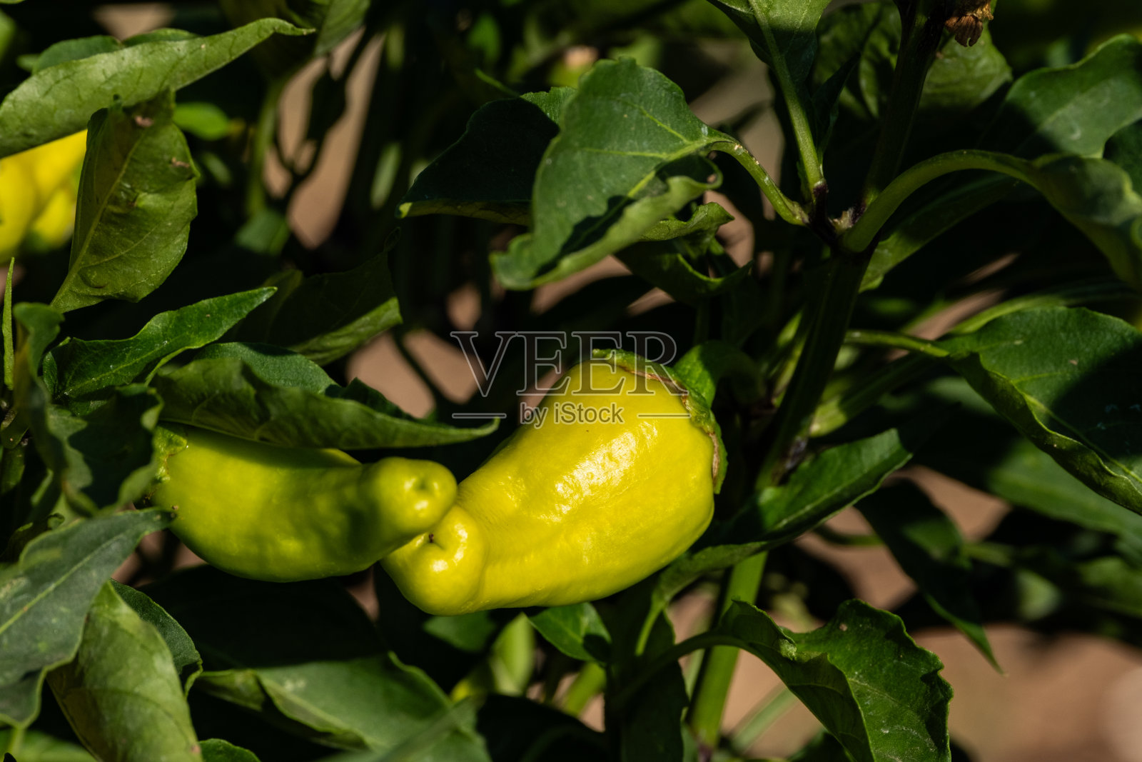 温室辣椒生产照片摄影图片