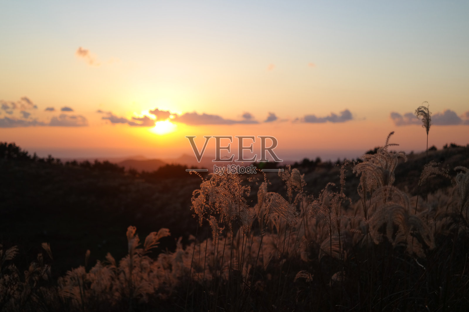 在韩国济州岛，日落在长满芦苇的山顶上照片摄影图片