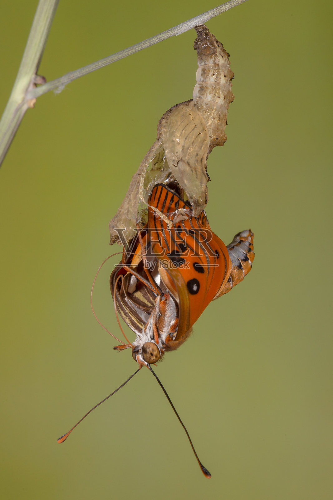 树枝上毛毛虫变成蝴蝶的特写照片摄影图片