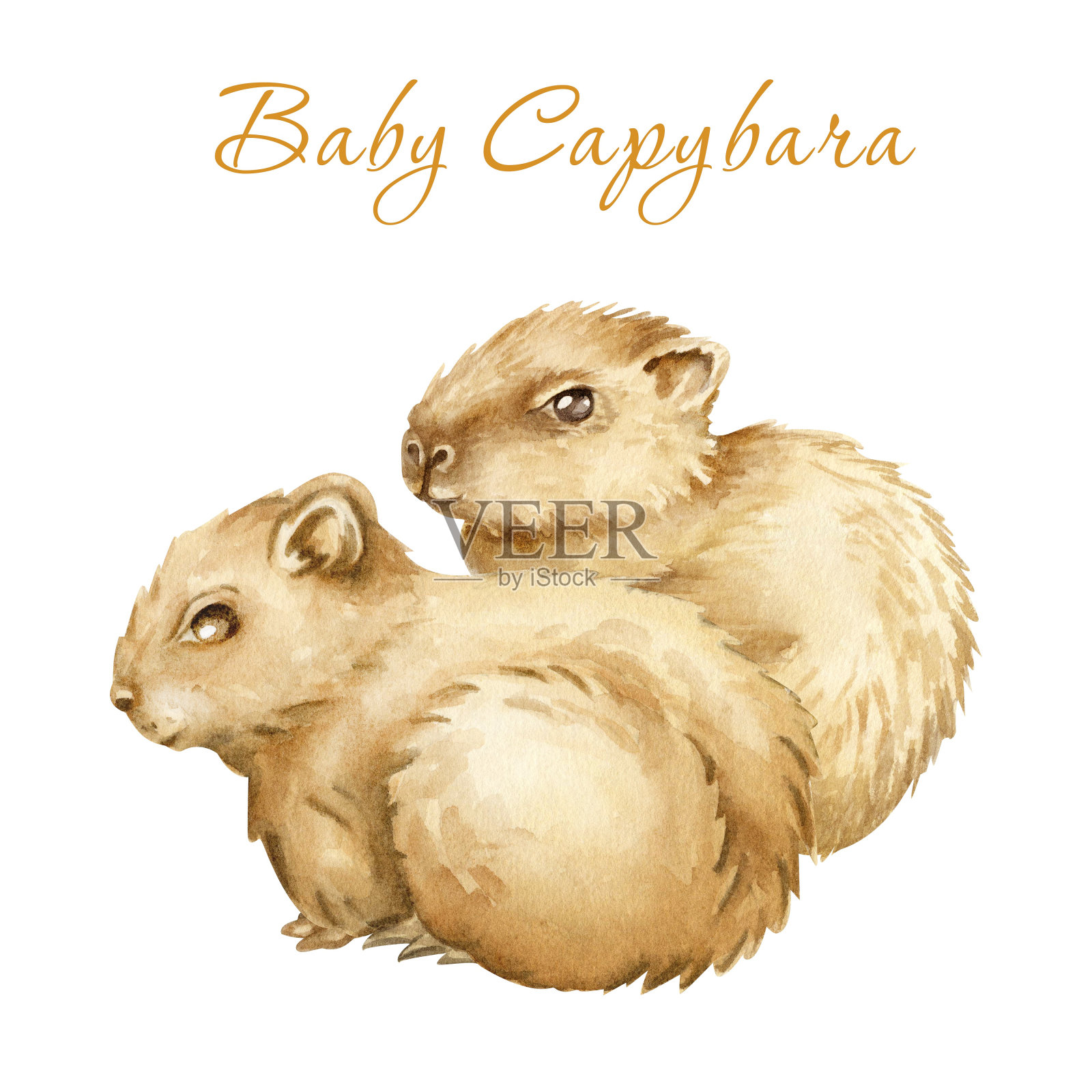 水生动物水豚，水豚宝宝坐在草地上。手绘水彩插图孤立的白色背景。插画图片素材