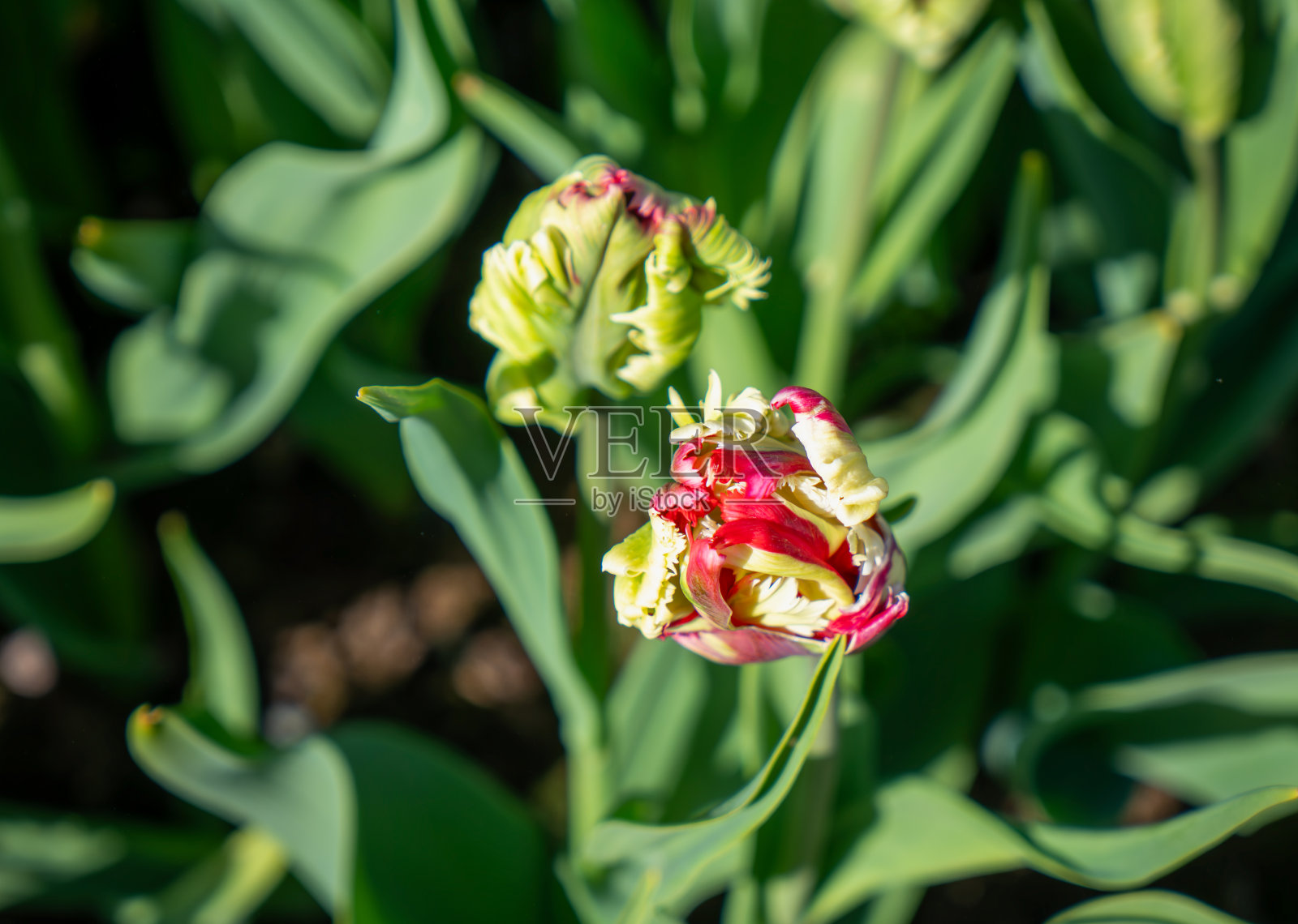 绿色和粉红色的郁金香花蕾。瑞典斯德哥尔摩的国王花园。照片摄影图片