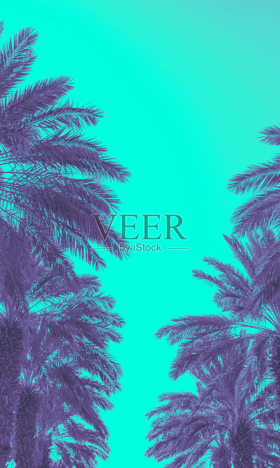 棕榈树映衬着蓝天。高大棕榈树的剪影。热带傍晚景观。美丽的热带自然风光。垂直的旗帜照片摄影图片