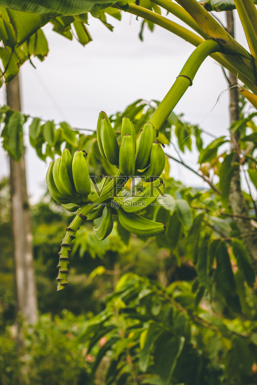 绿色有机香蕉集群，展示其新鲜，自然的品质和充满活力的绿色色调照片摄影图片