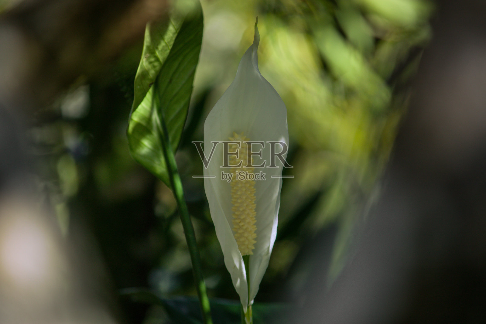 美丽的Spathiphyllum wallisii花在郁郁葱葱的绿色自然，突出其原始的白色花瓣对充满活力的树叶照片摄影图片
