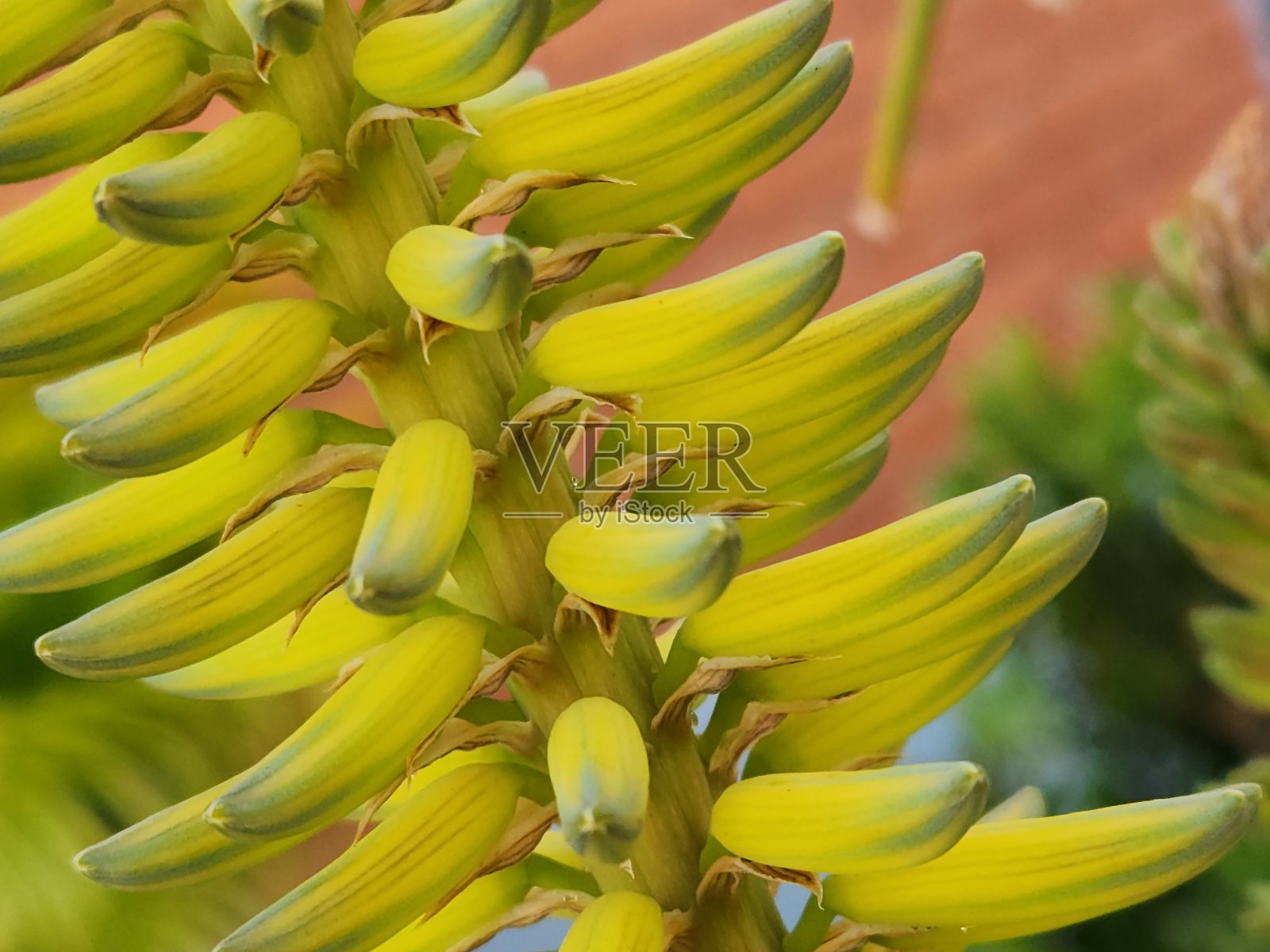 芦荟植物迷人的花序:管状花和传粉者在行动照片摄影图片
