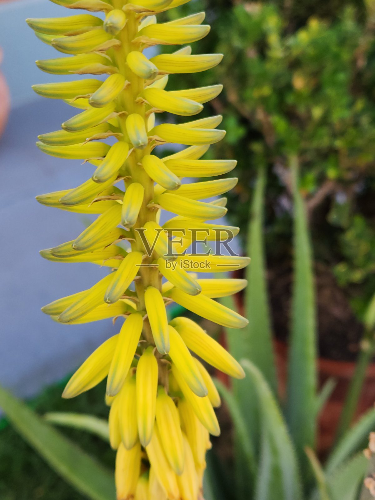 芦荟植物迷人的花序:管状花和传粉者在行动照片摄影图片