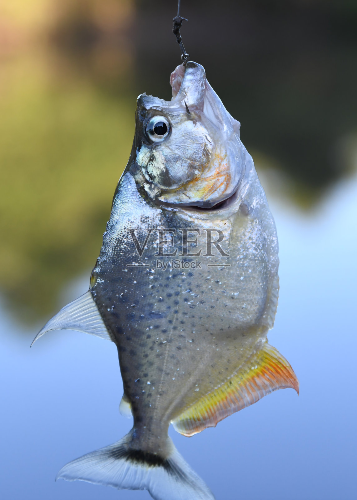 抓到了一条有着锋利牙齿的小食人鱼照片摄影图片