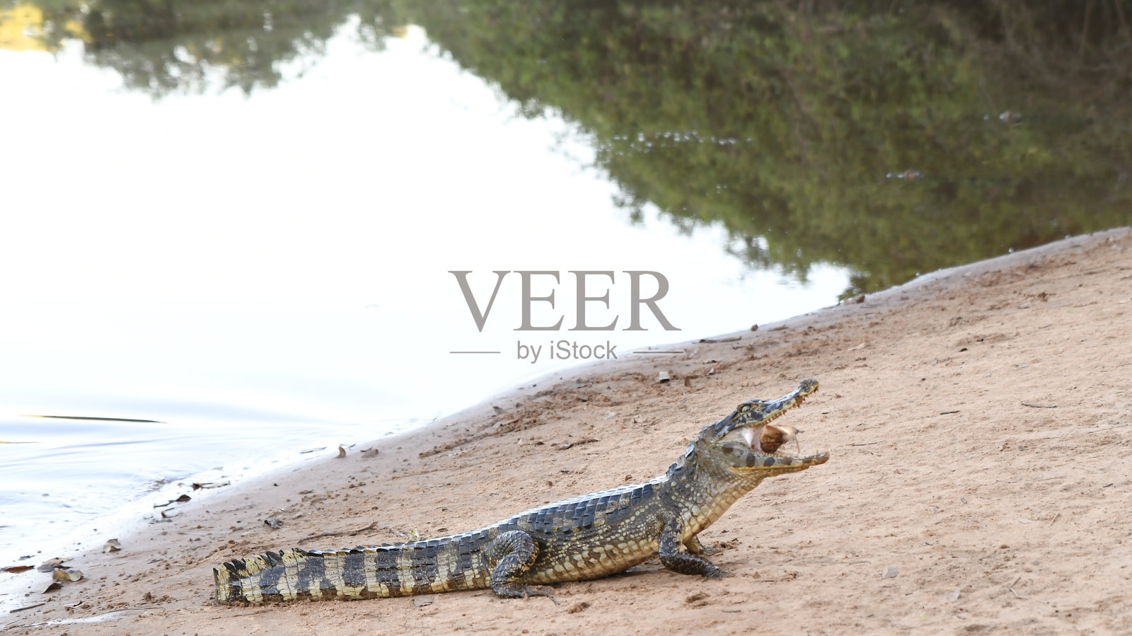 亚喀尔凯门鳄在河岸上抓鱼吞鱼照片摄影图片