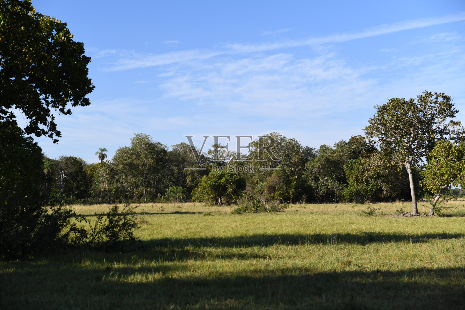 巴西潘塔纳尔南部的景观照片摄影图片