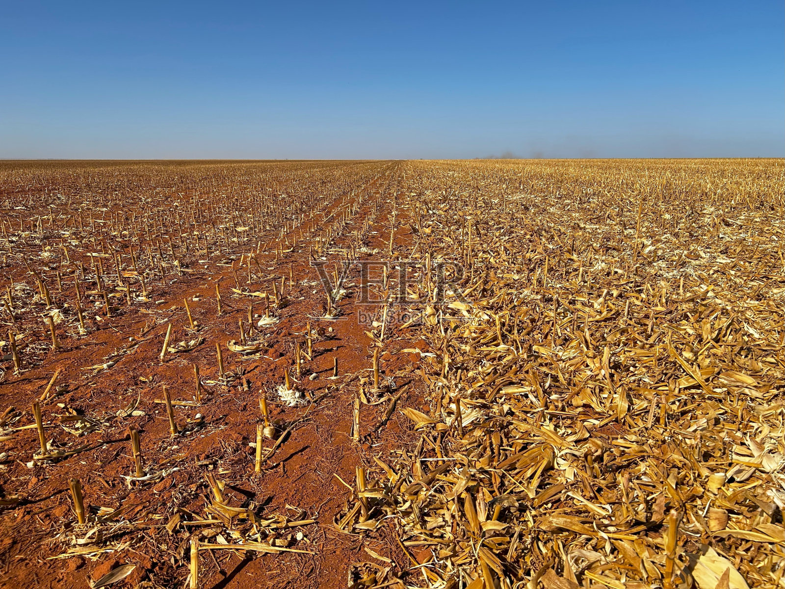 收获后的玉米田用作青贮饲料和谷物。收割后接近群众照片摄影图片