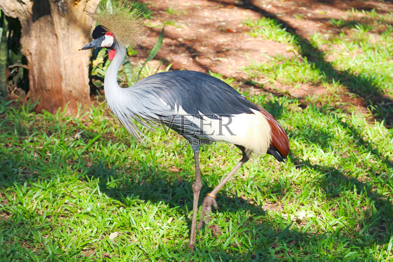 一个华丽的灰色冠鹤鸟的特写，伊瓜苏，巴西，南美照片摄影图片