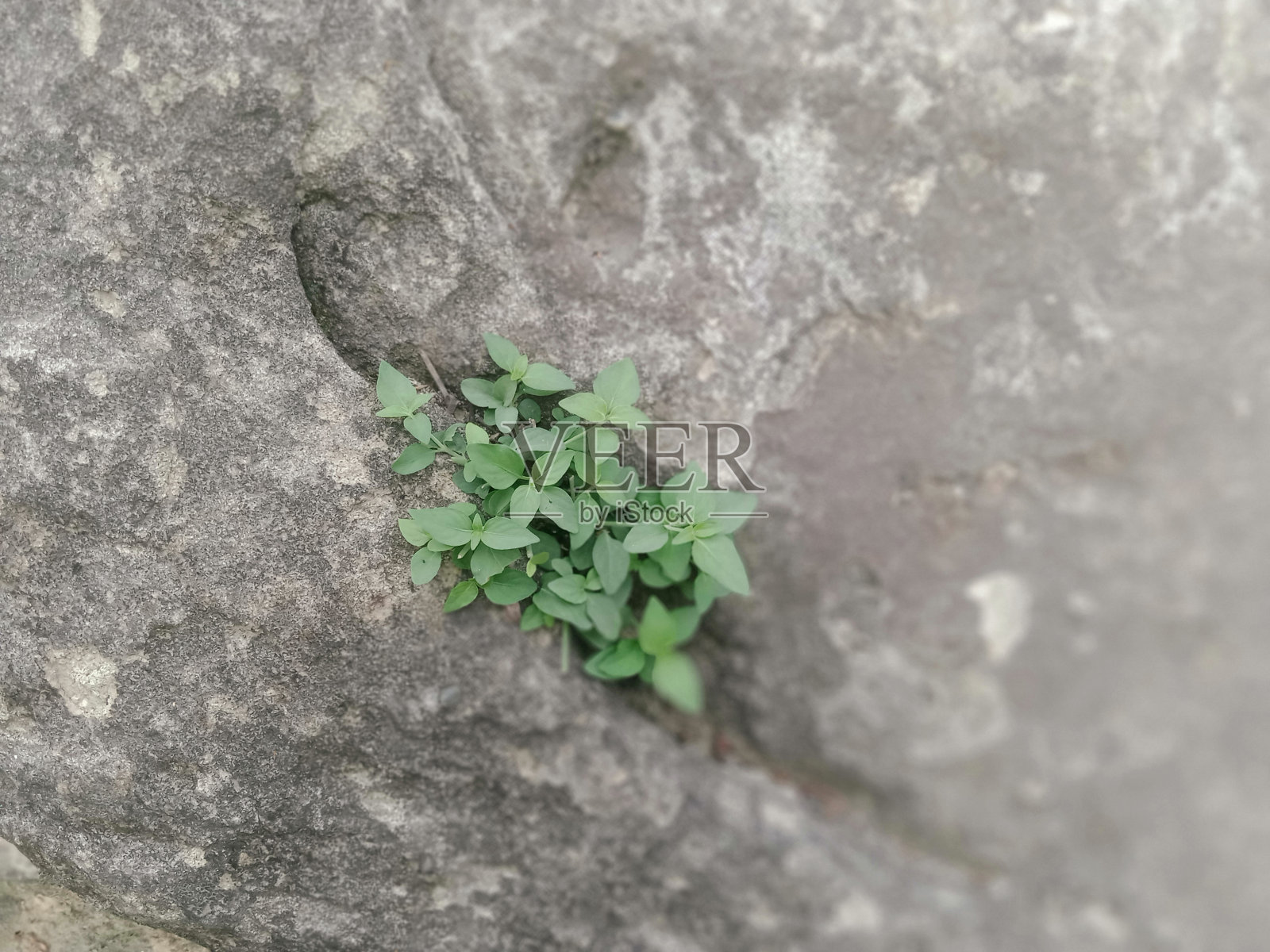 绿草特写田野背景。照片摄影图片