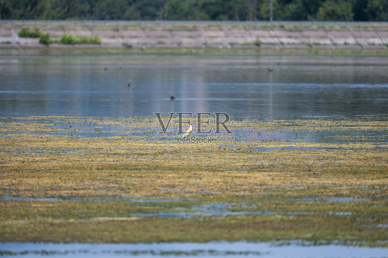Heron, Tuft, Ardeola，照片摄影图片