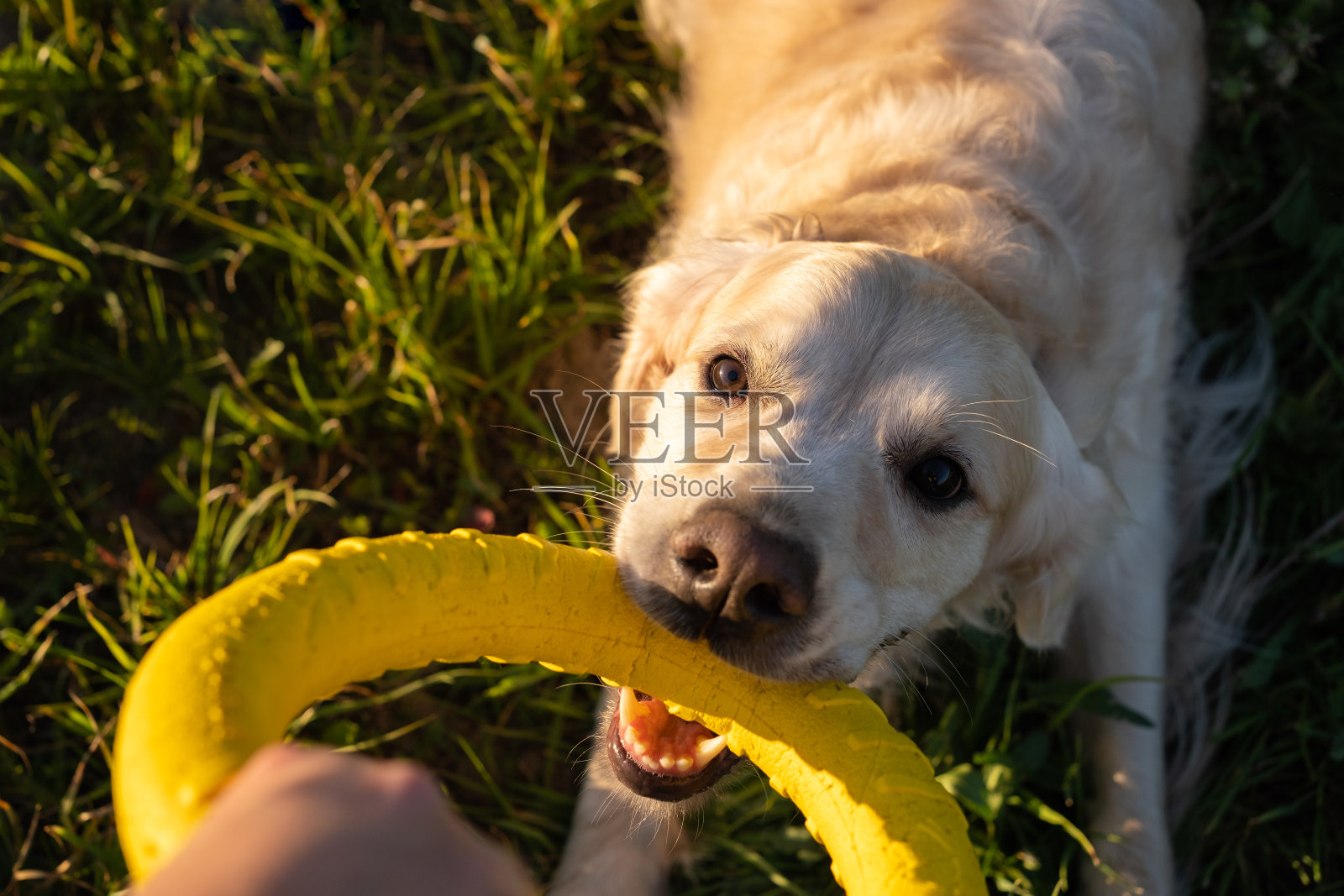 大狗在绿色的田野里玩圆形的黄色玩具。一只金毛猎犬在夏天的大自然中玩得很开心。宠物和主人一起散步。照片摄影图片