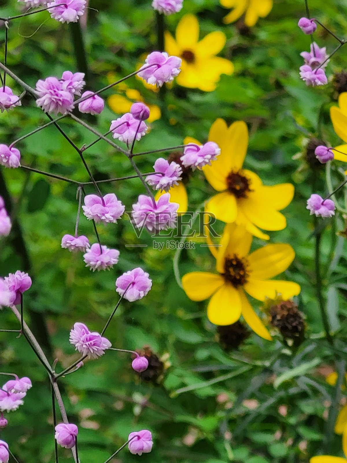 2024年春夏，温哥华耶鲁城海堤绿道附近的花卉和植物。照片摄影图片