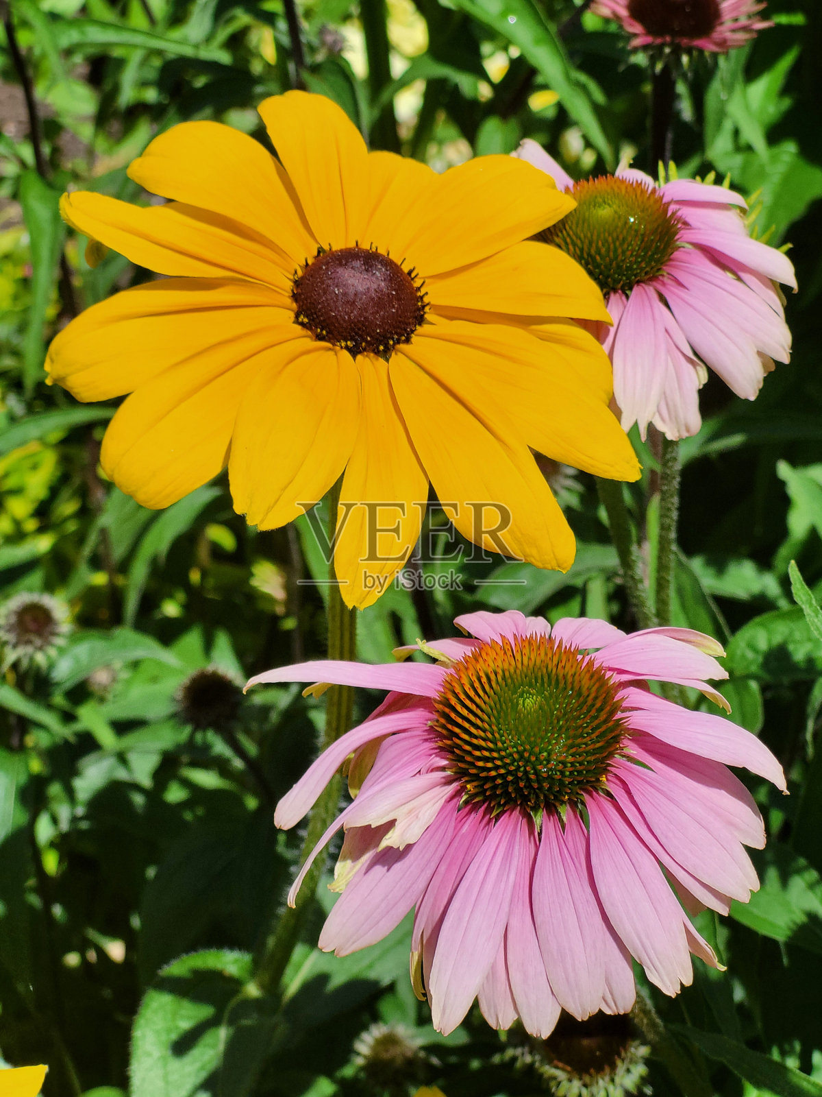 2024年春夏，温哥华耶鲁城海堤绿道附近的花卉和植物。照片摄影图片