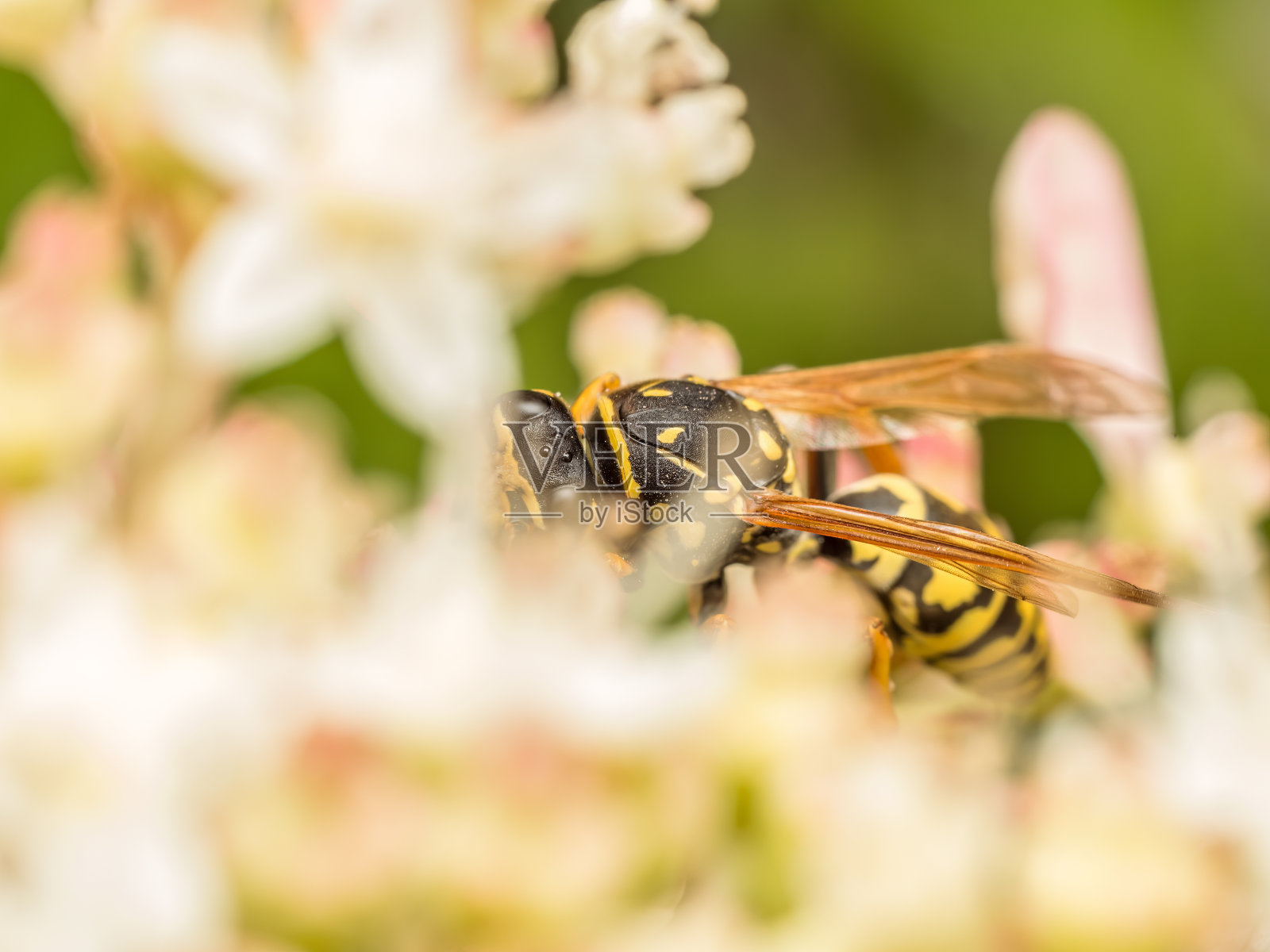 黄蜂坐在花园里的花上照片摄影图片