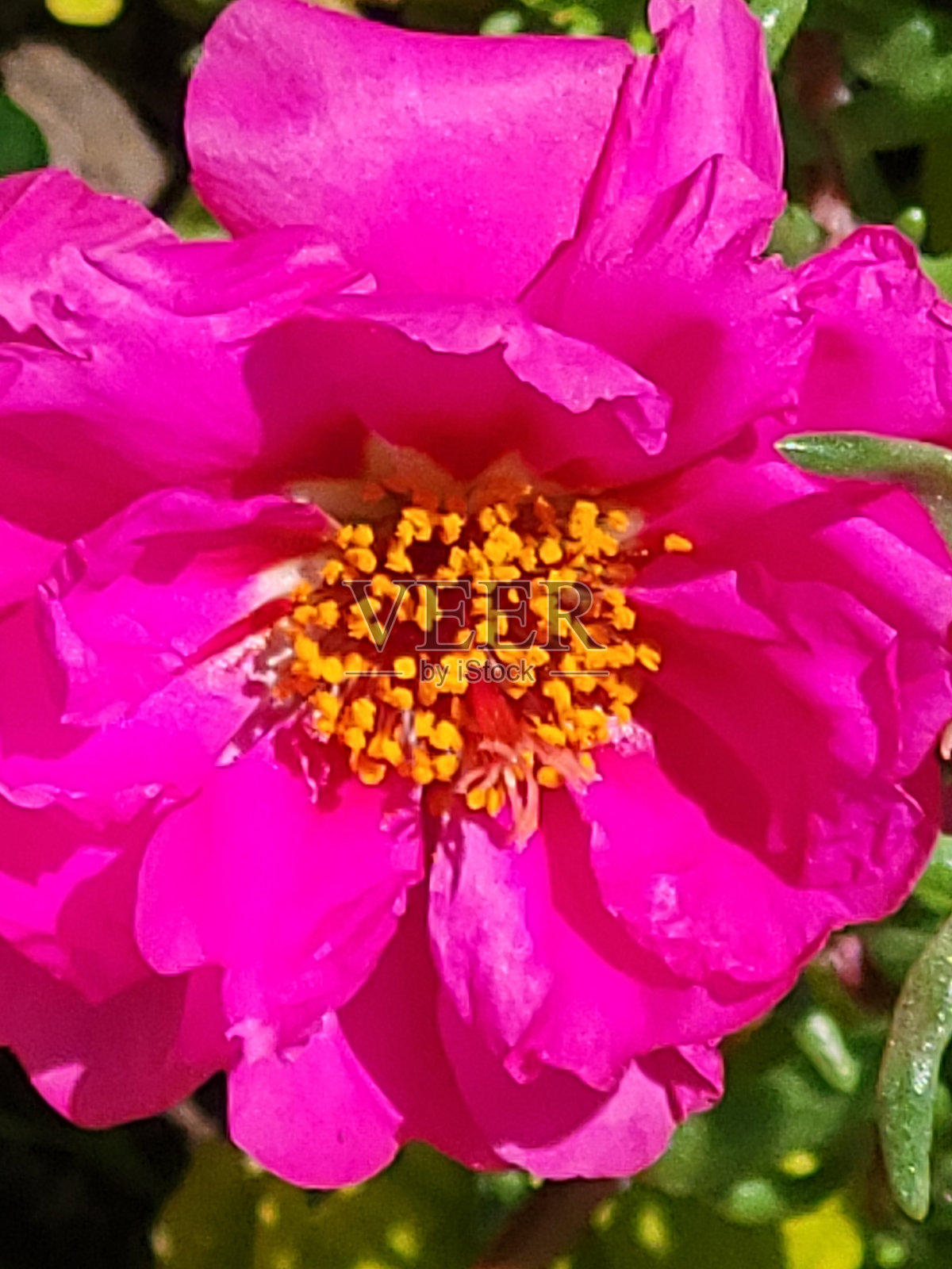 2024年春夏，温哥华耶鲁城海堤绿道附近的花卉和植物。照片摄影图片