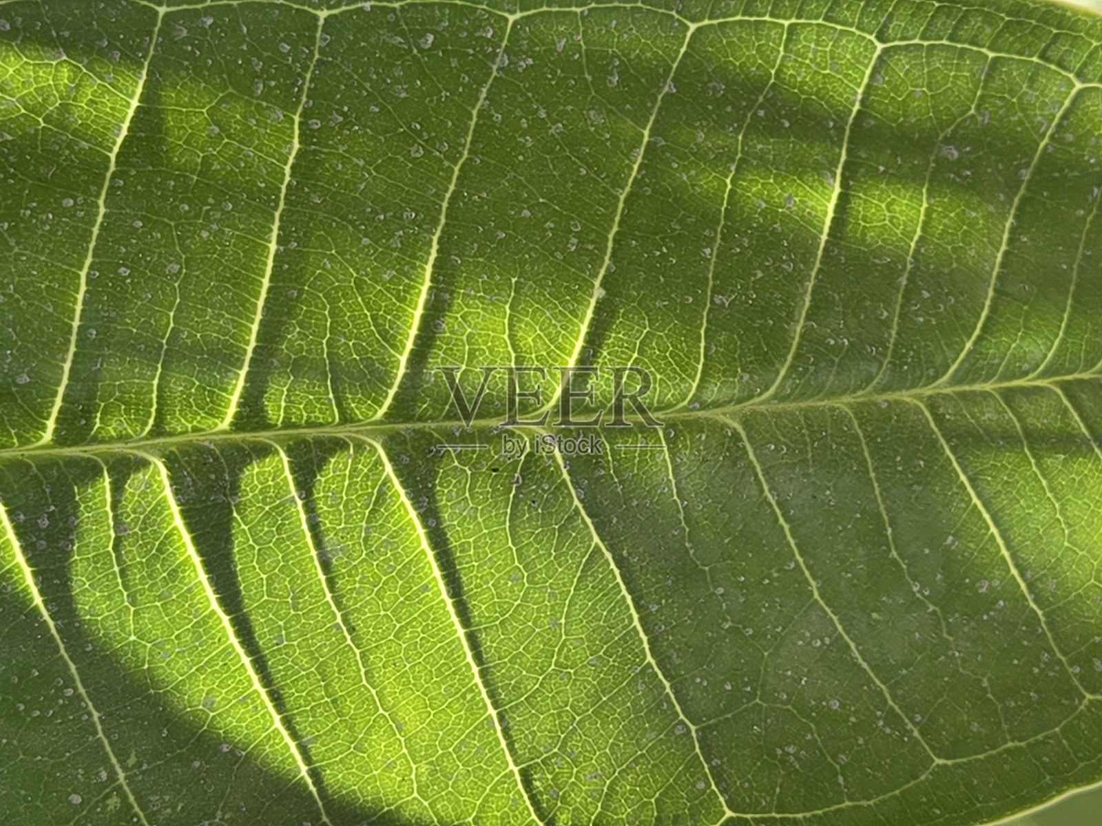 鸡蛋花叶片特写照片摄影图片