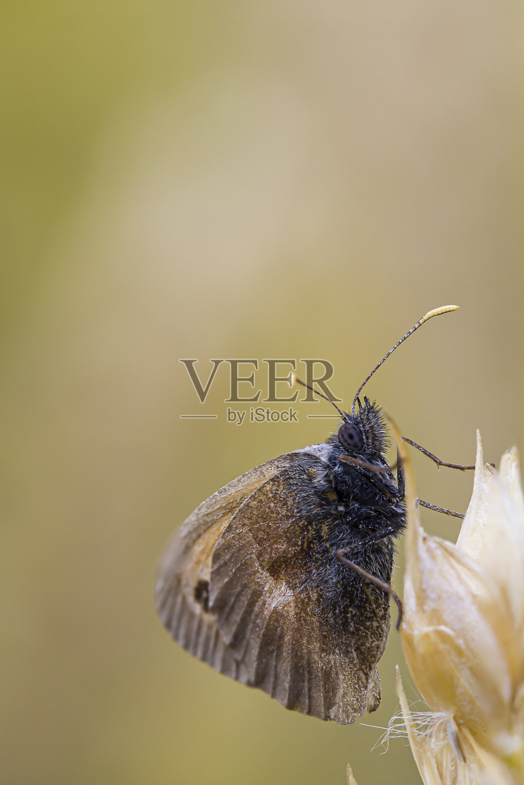 草地棕蝶(Maniola jurtina照片摄影图片