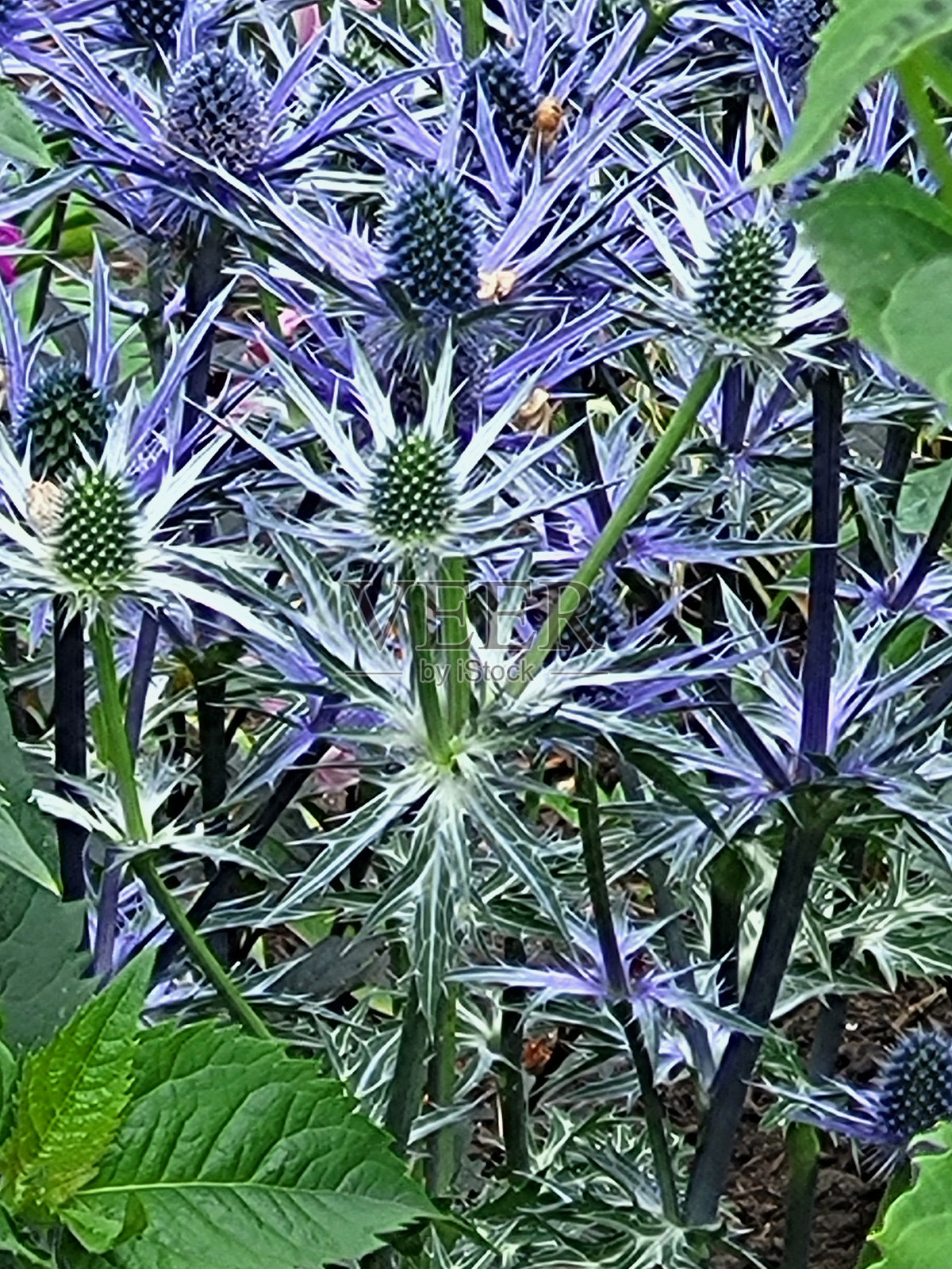 2024年春夏，温哥华耶鲁城海堤绿道附近的花卉和植物。照片摄影图片