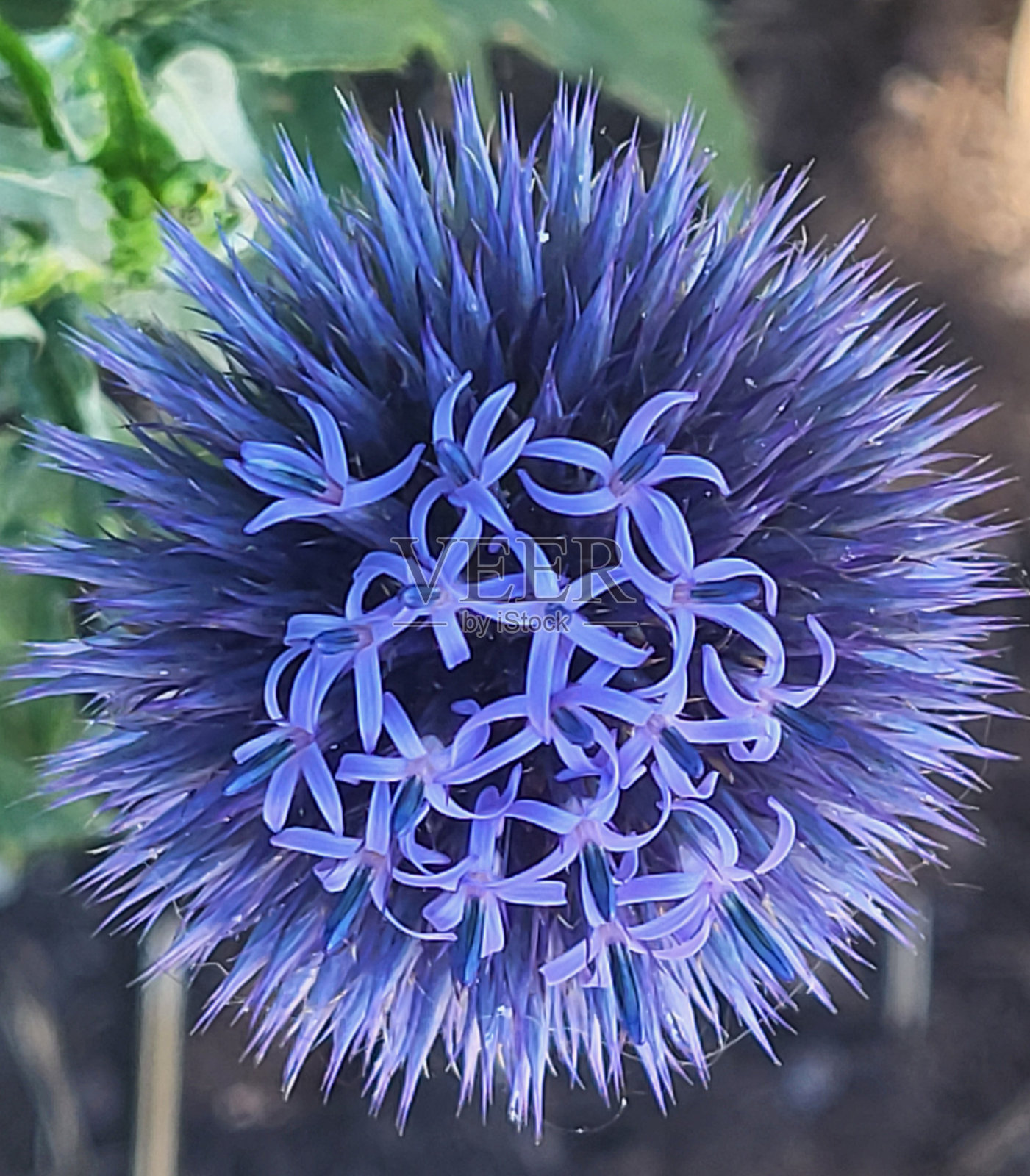 2024年春夏，温哥华耶鲁城海堤绿道附近的花卉和植物。照片摄影图片