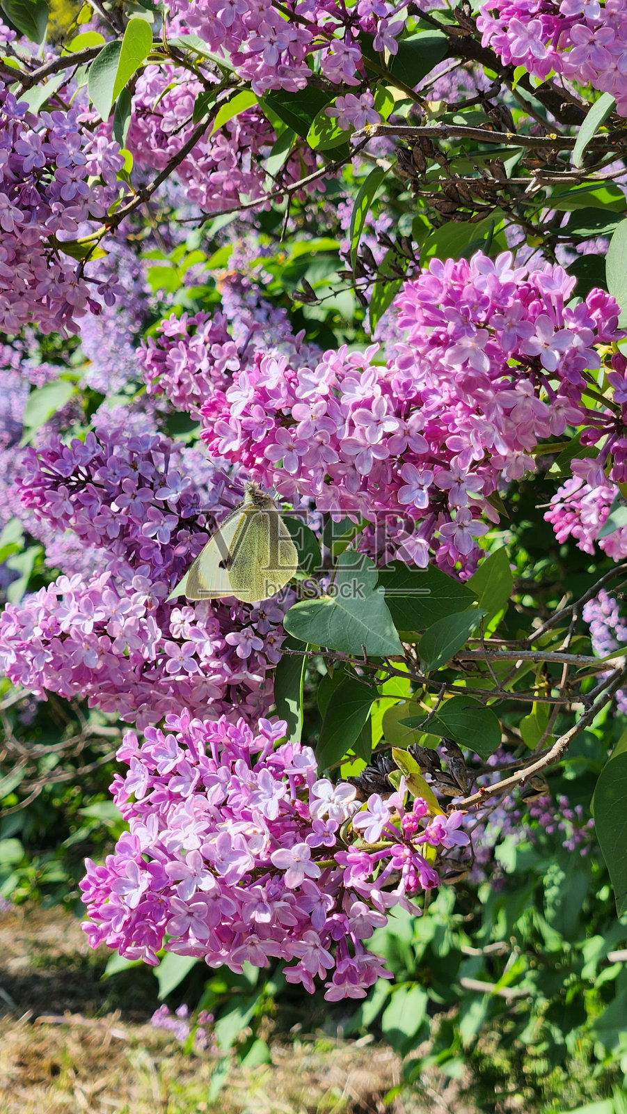 淡紫色照片摄影图片