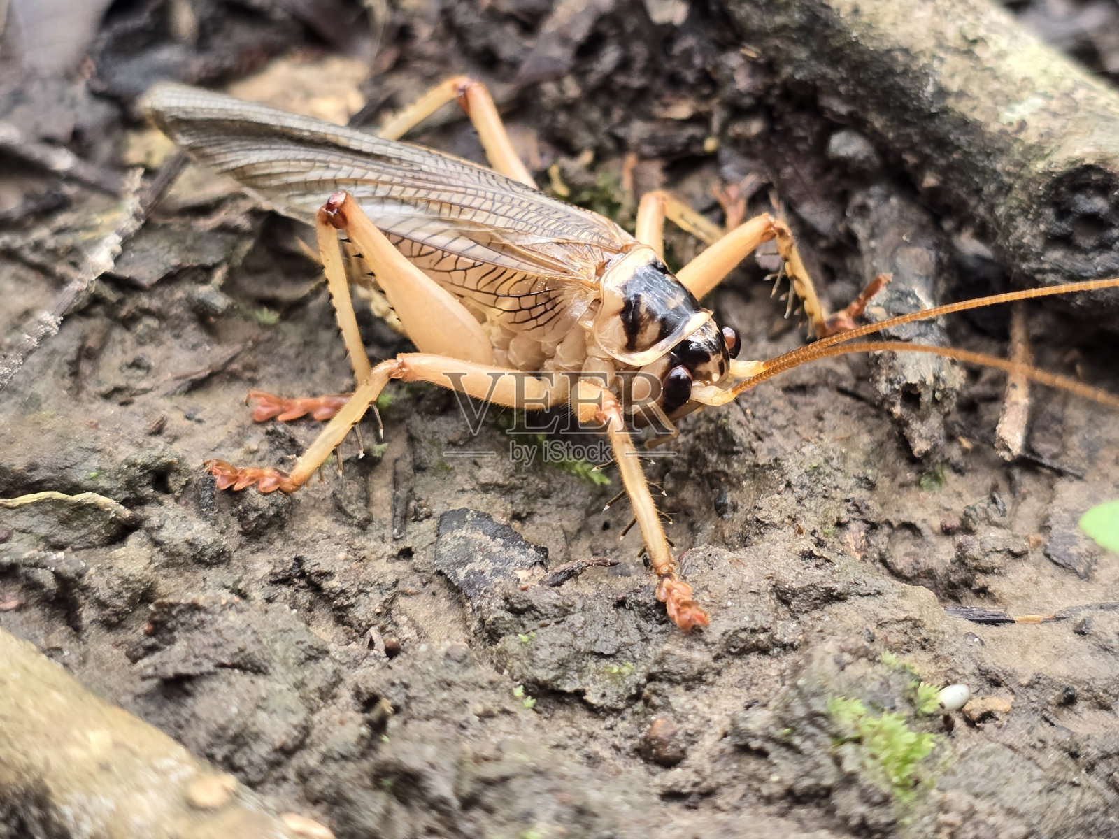 一只棕色的大蟋蟀。照片摄影图片