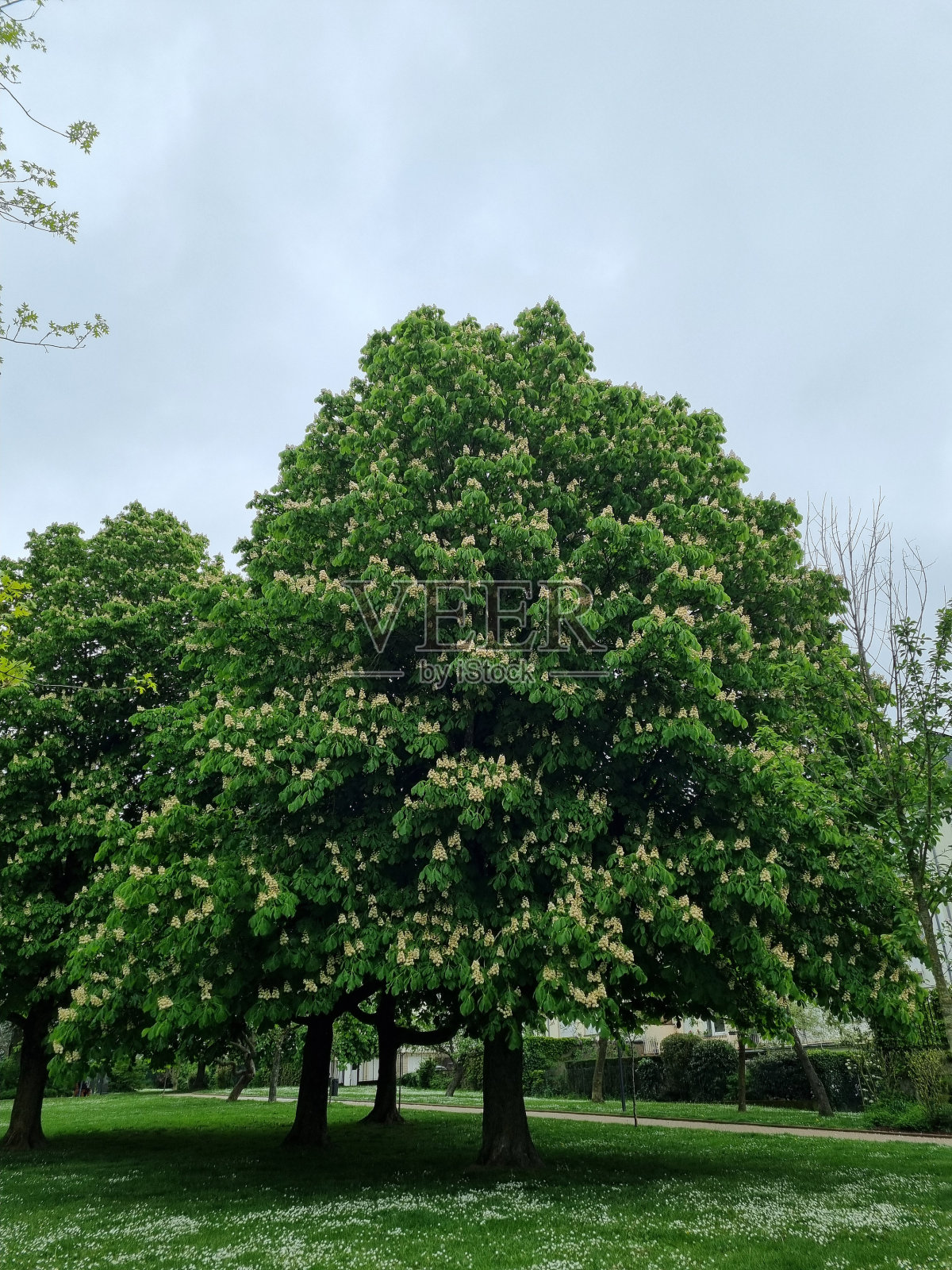 花园里郁郁葱葱的大树照片摄影图片