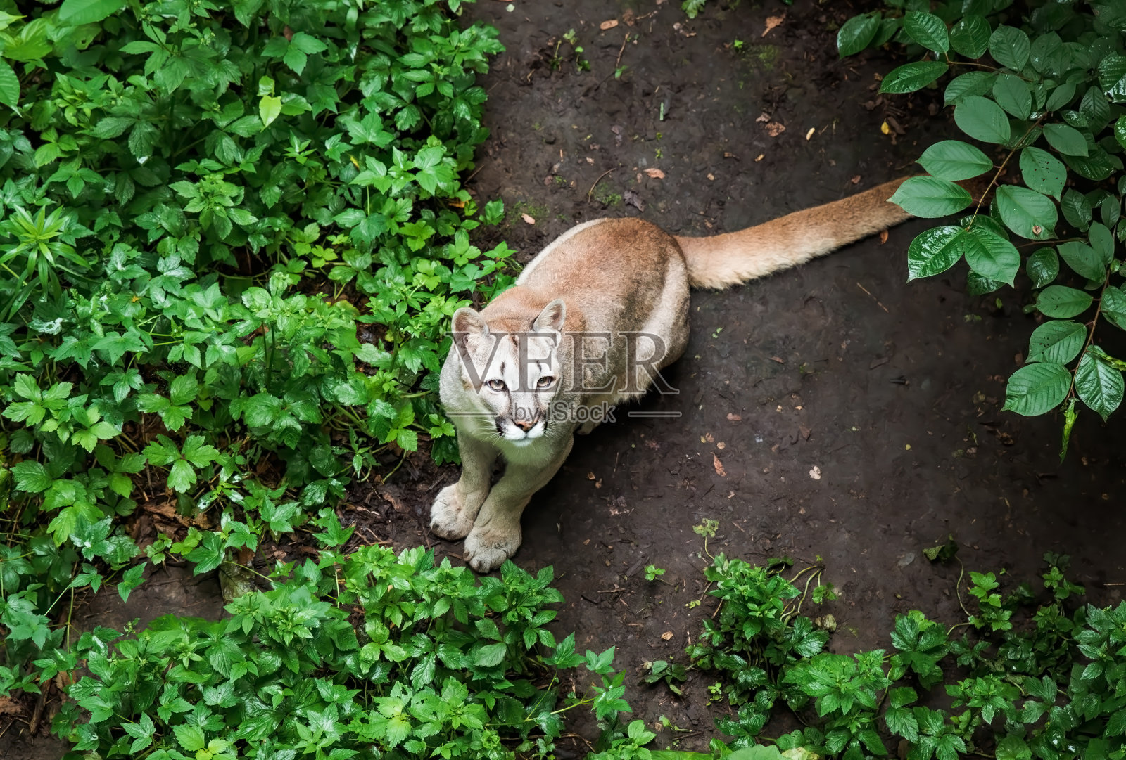 加拿大美洲狮(美洲狮)也被称为黑豹，美洲狮，猫和美洲狮照片摄影图片