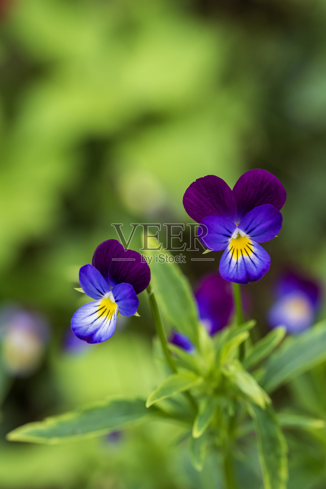 花园里紫色的三色堇花照片摄影图片
