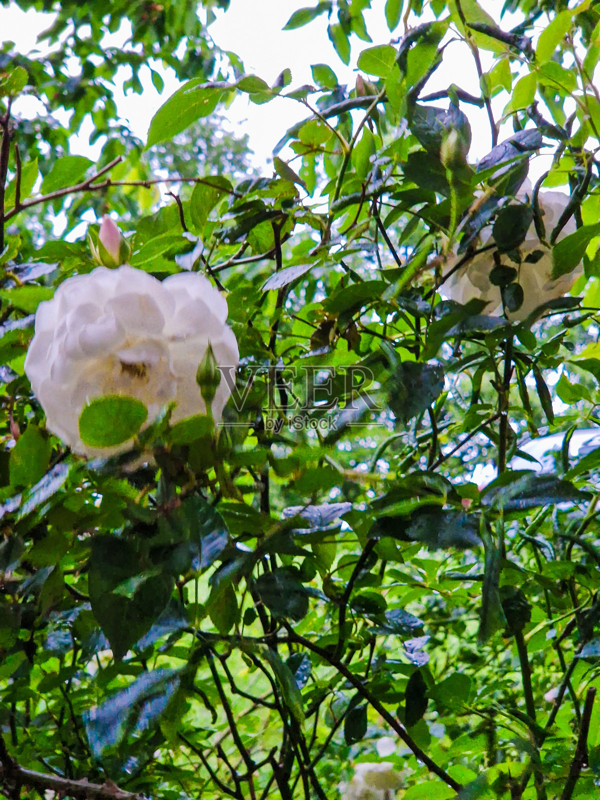 玫瑰照片摄影图片