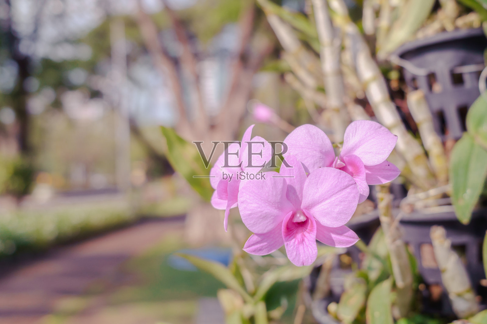 粉红色的兰花在柔和的日光下绽放照片摄影图片