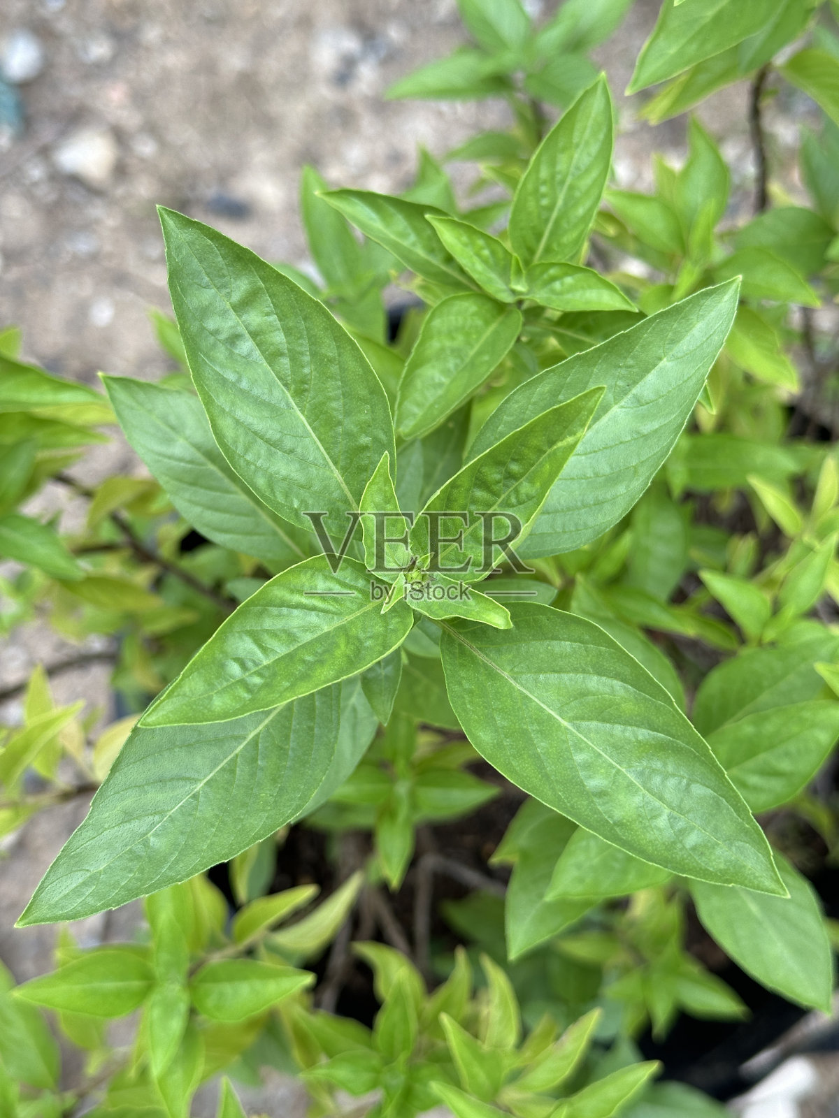 俯视图泰国罗勒植物照片摄影图片