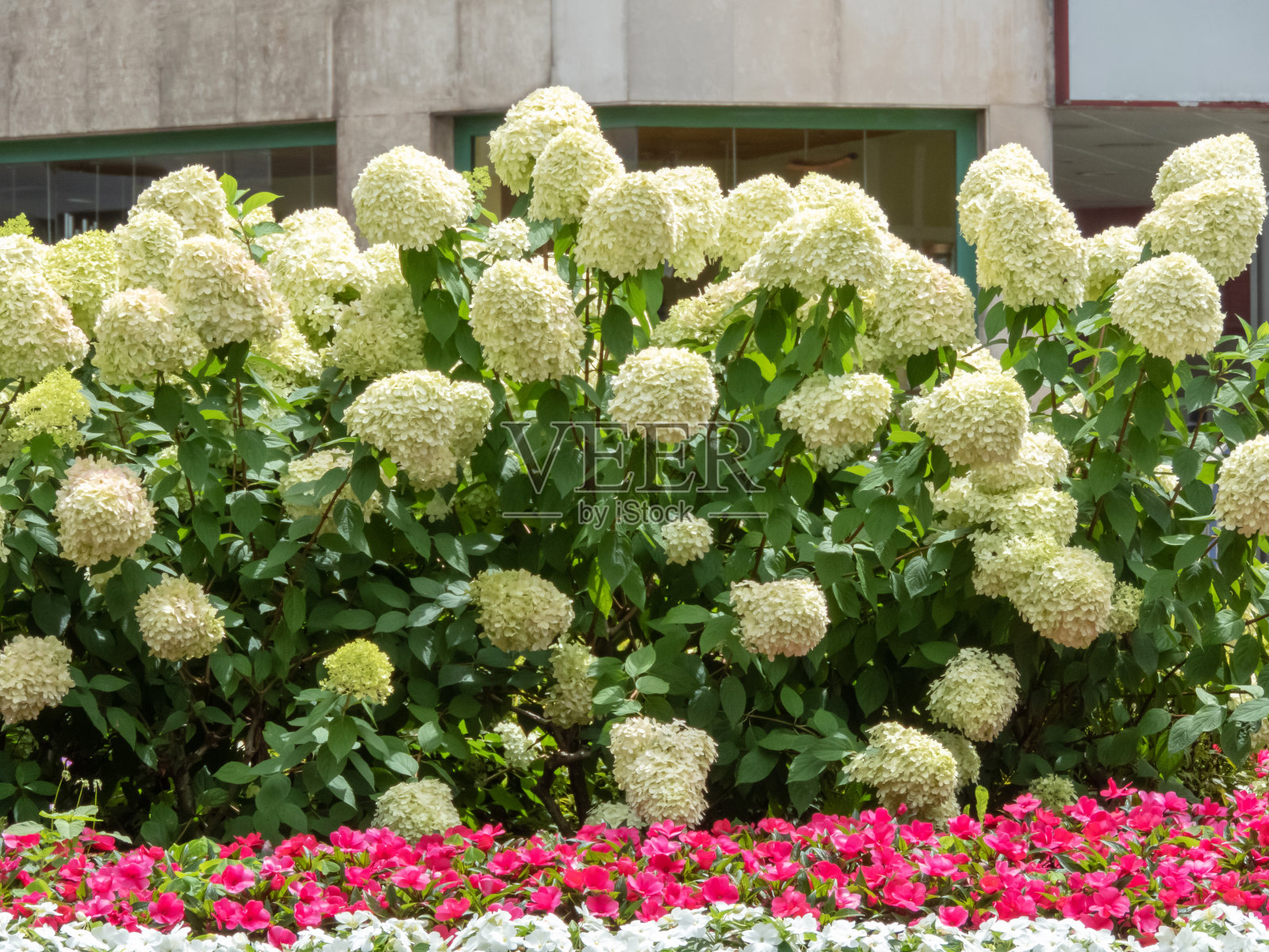 城市园林中的绣球花或圆锥绣球花灌木照片摄影图片