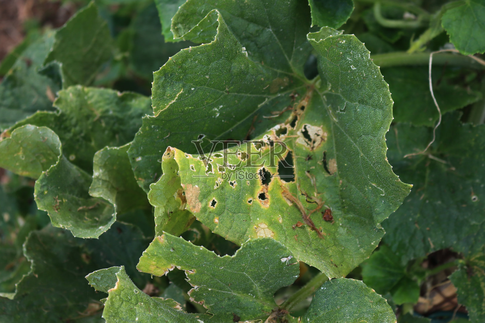 黄瓜上的炭疽菌或炭疽病照片摄影图片