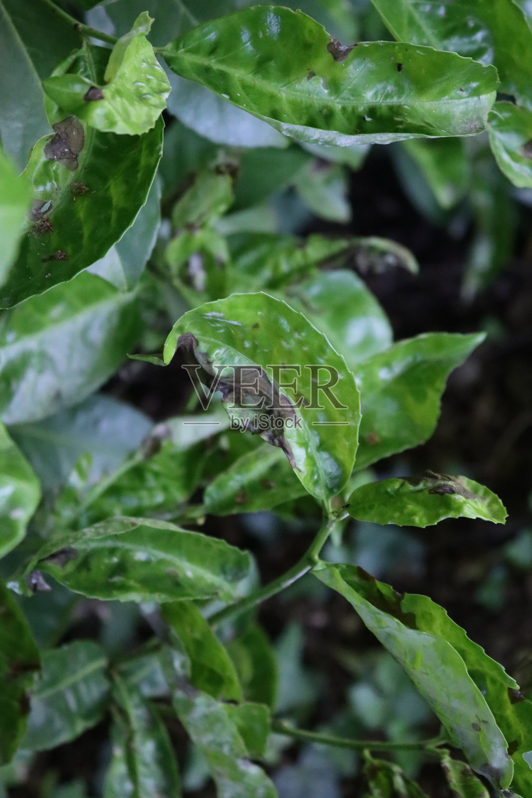 樱桃月桂丛绿叶真菌病损害照片摄影图片