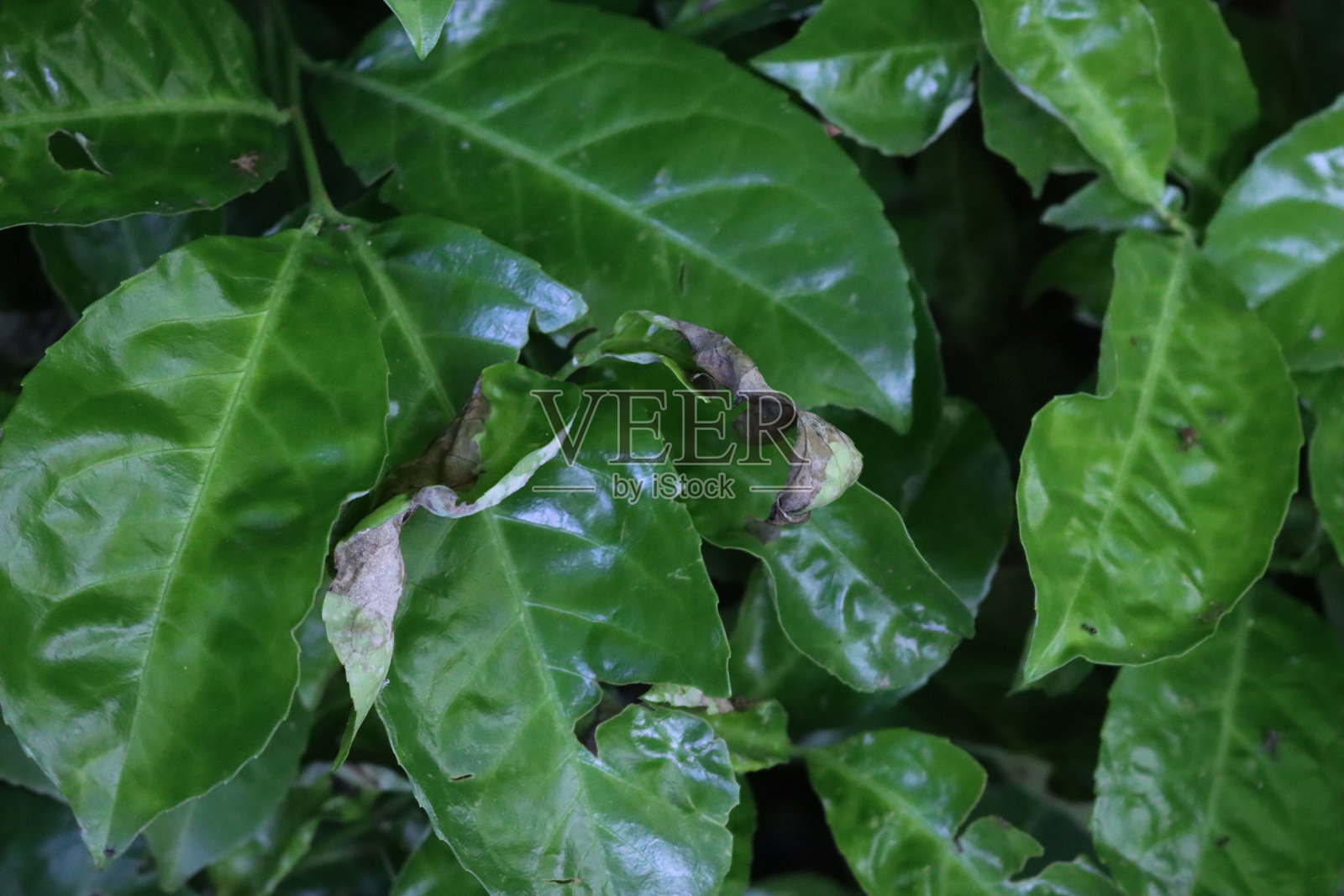 樱桃月桂丛绿叶真菌病损害照片摄影图片