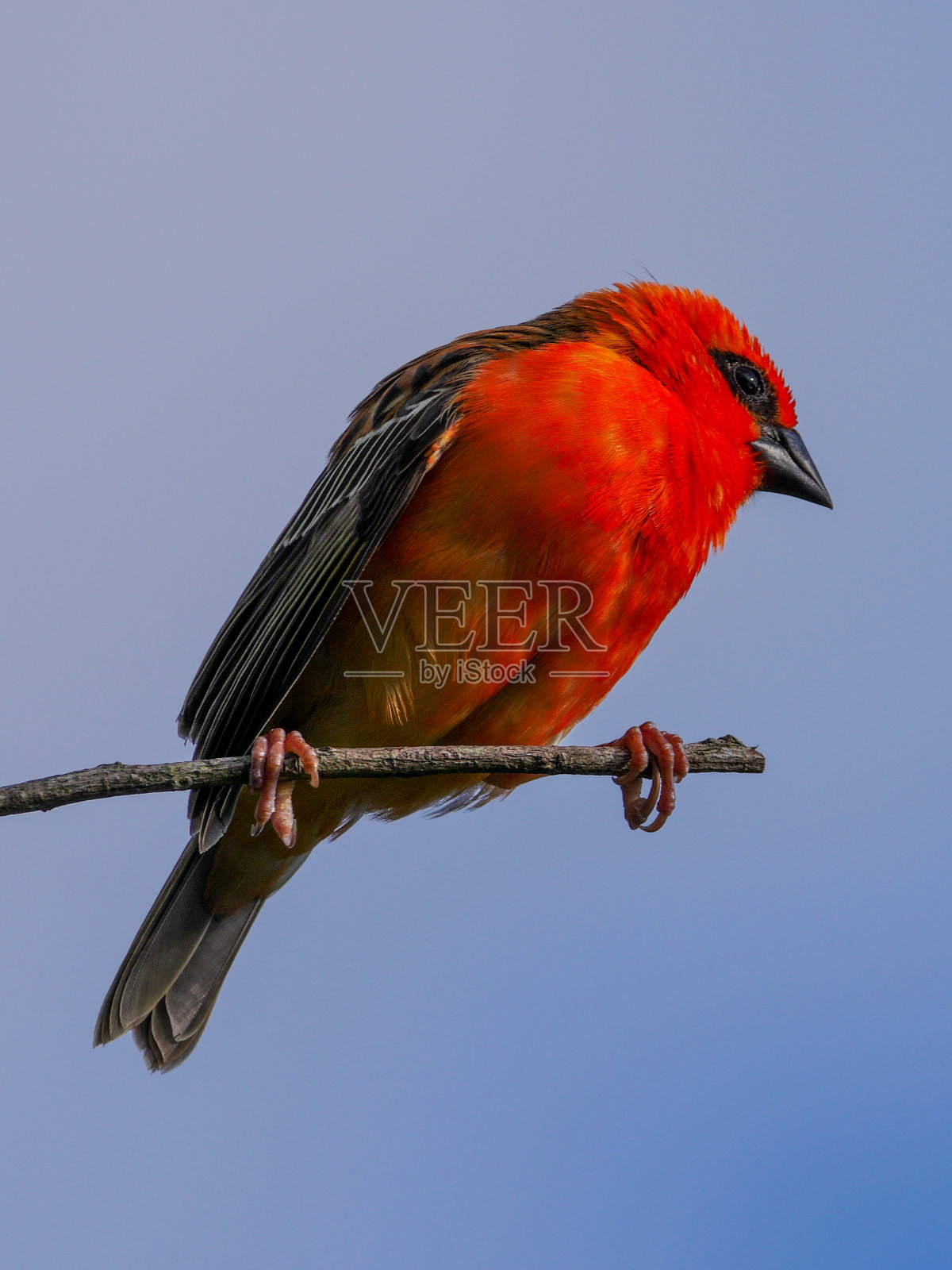 生机勃勃的红鸟栖息在光秃秃的树枝上照片摄影图片