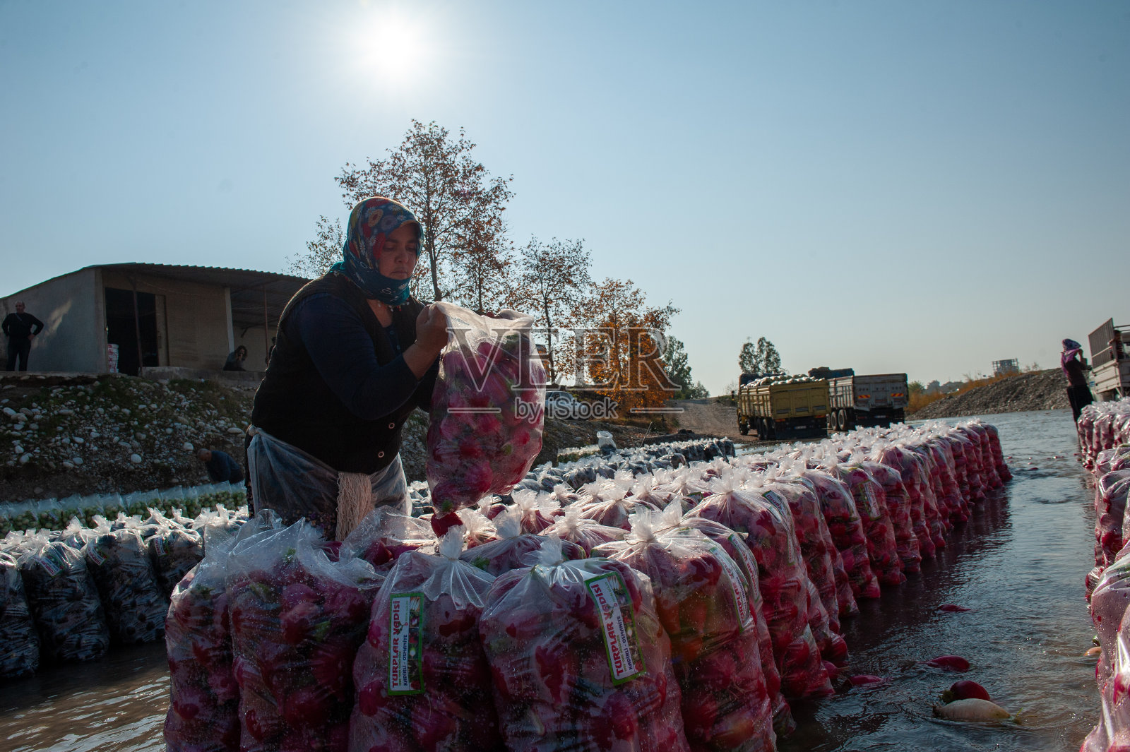 08.06.2024 t<s:1> rkiye osmaniye kadirli一组收集萝卜的工人照片摄影图片