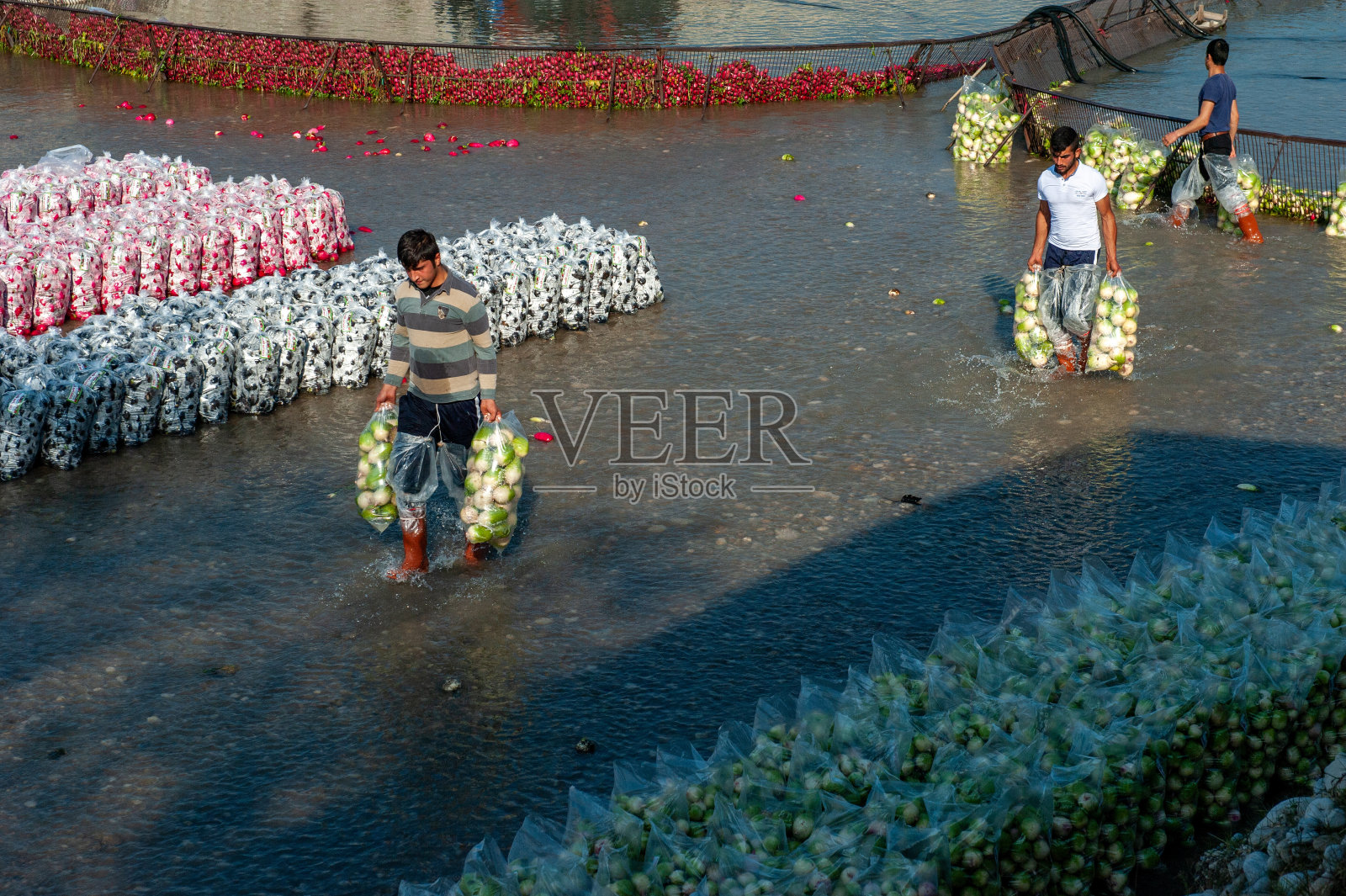 08.06.2024 t<s:1> rkiye osmaniye kadirli一组收集萝卜的工人照片摄影图片