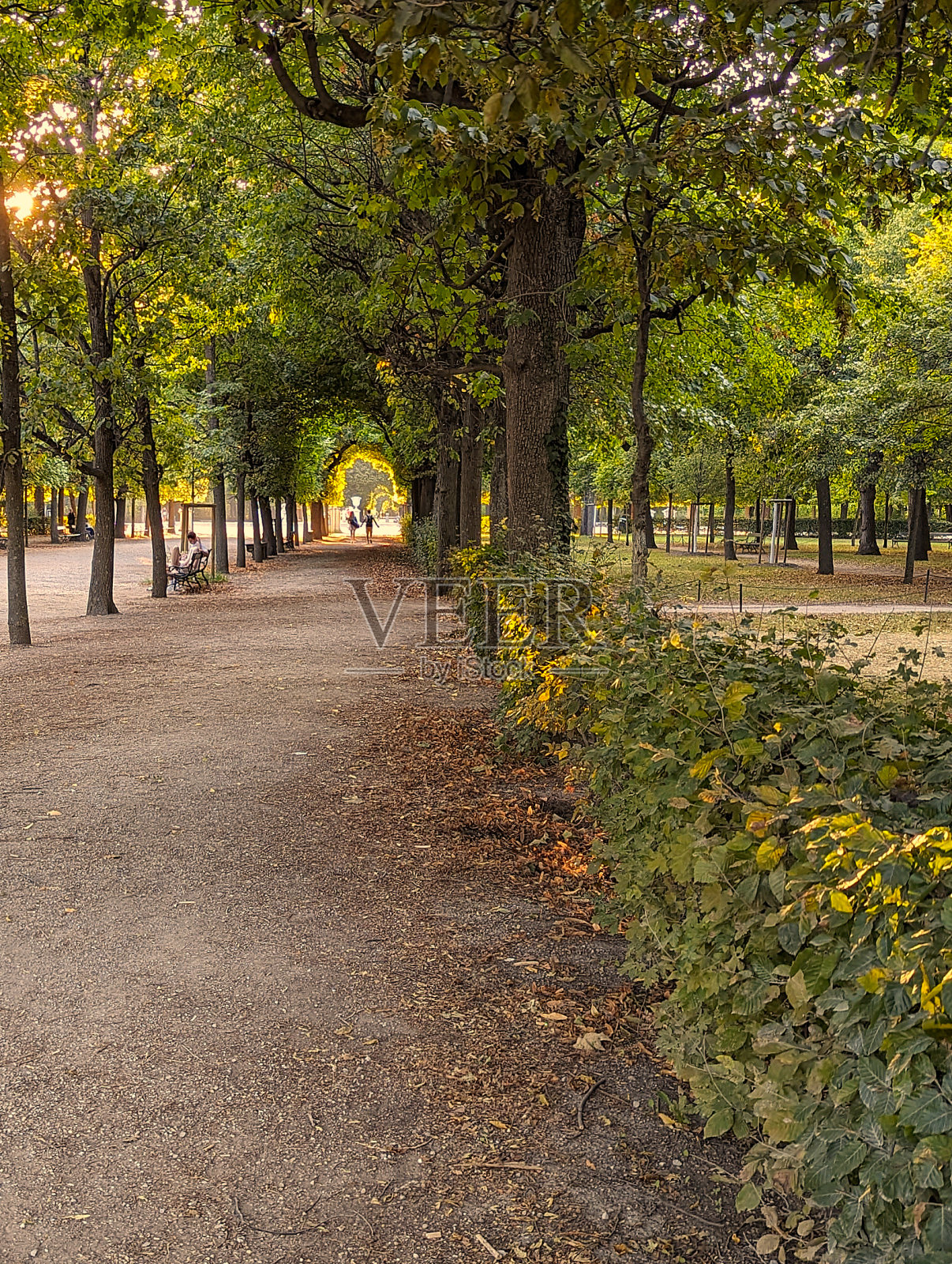傍晚的阳光在奥地利维也纳的花园里形成了一条金色的小路照片摄影图片