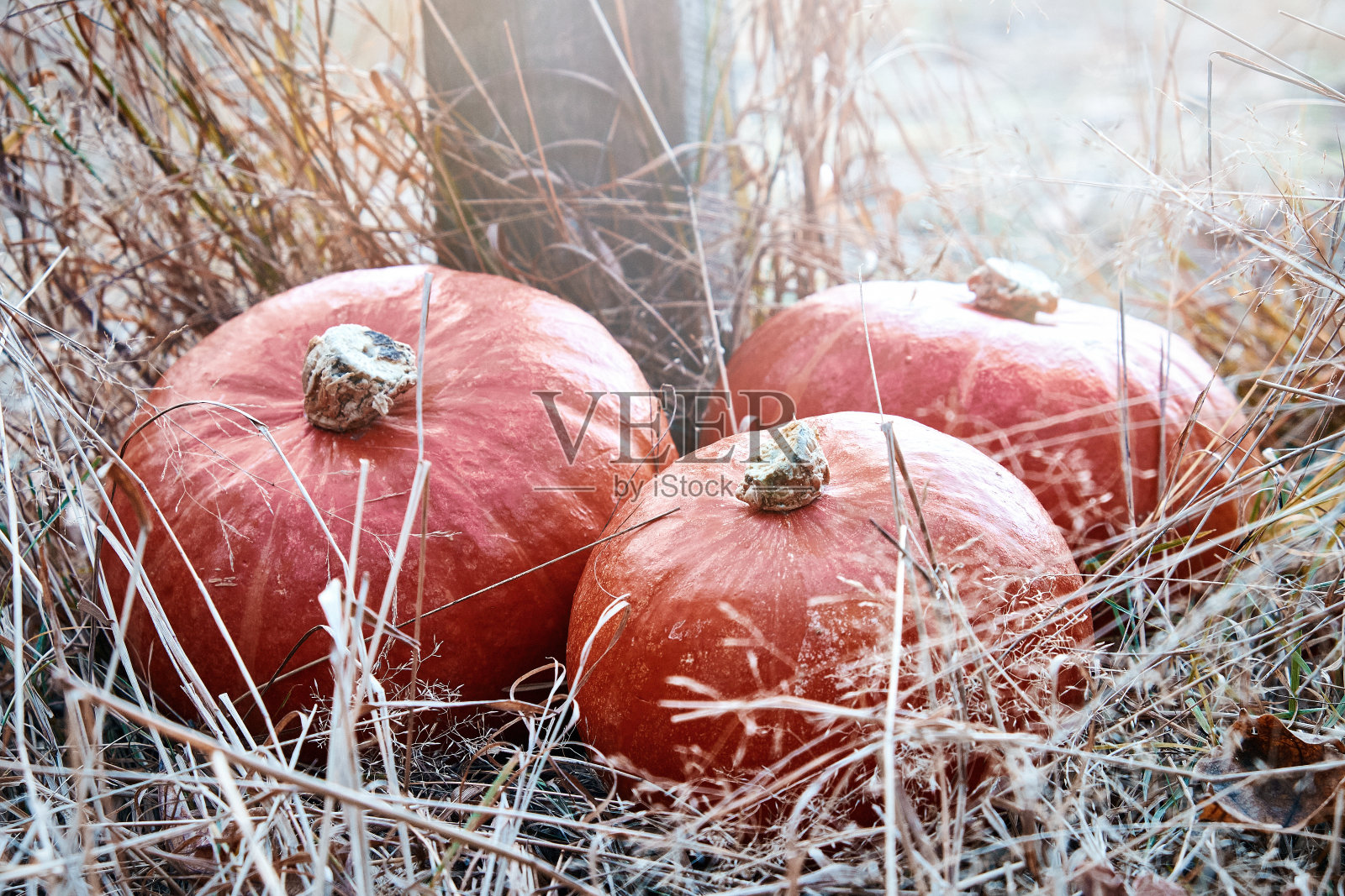 草地上的南瓜。秋收自然理念。在大自然的怀抱里，在阳光下。照片摄影图片
